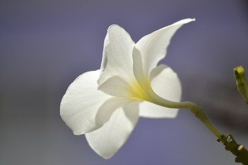 Naklejka na ściany i meble Weiße Blume