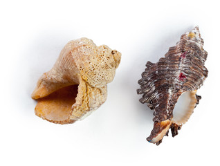 seashells isolated on white background