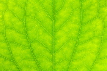 Naklejka na ściany i meble Leaf texture or leaf background for design. Abstract green leaf.