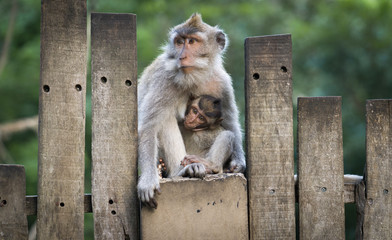 Naklejka premium Monkeys