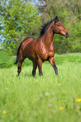 Bay stallion running on a summer meadow.