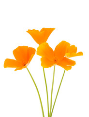 orange poppy flower