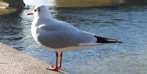 gaviota