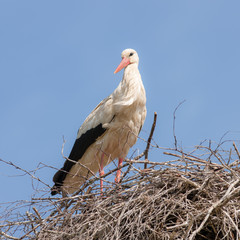 portrait of stork