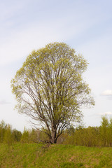 Fototapeta premium lonely spring tree