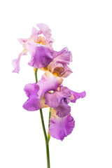 Fototapeta premium iris flower