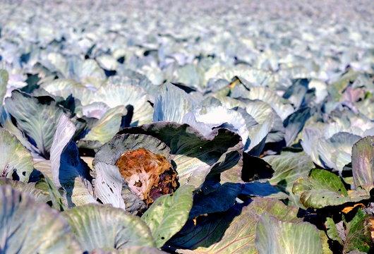Blaukrautfeld