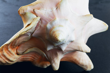 Seashell on blue background
