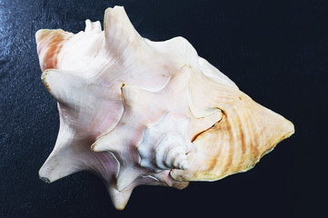 Seashell on blue background