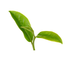 green tea leaf isolated on white background