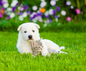 White Swiss Shepherd`s puppy embracing kitten on green grass