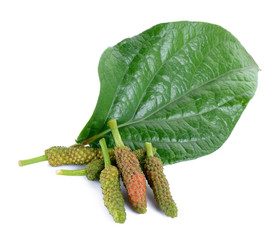 Piper longum isolated on the white background