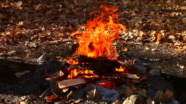 hot flame of campfire in forest