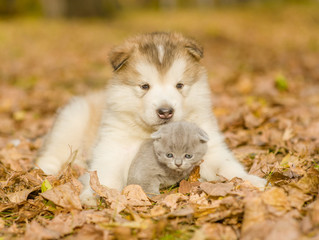 Alaskan malamute puppy hugging cute kitten in autumn park