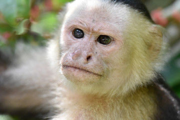 White headed capuchin monkey