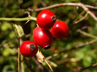 red fruits of wild rose as natual medicine