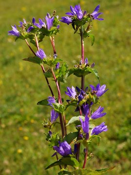 wild plant gentiana asclepiades with lila flowers