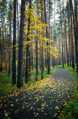тенистый осенний лес с парковой дорожкой 