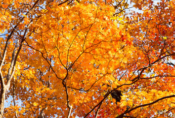 autumn red maple.