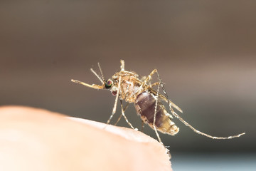 mosquito