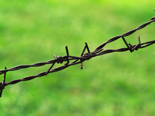 rusty metal barbed wires with a lwan in the background