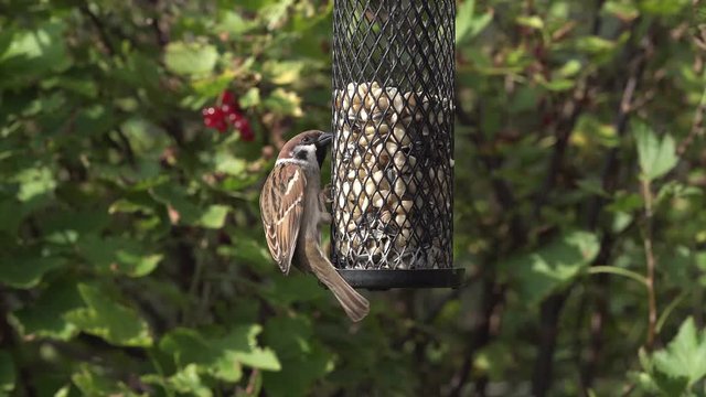 Video zooming in on two tree sparrow birds sitting on a birdfeeder eating peanuts