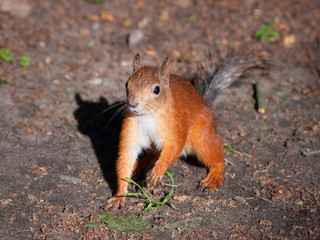 Old squirrel