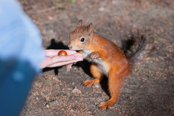 Squirrel feeding