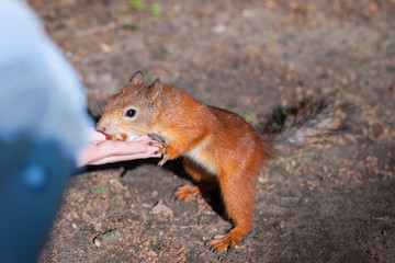 Squirrel feeding