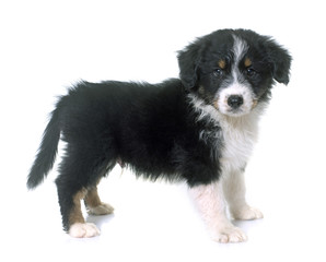 puppy australian shepherd in studio