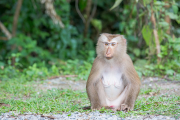 monkey lives in a natural forest of Thailand