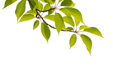 Green leaves isolated on white.