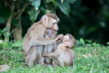 mother and baby monkey with nature background