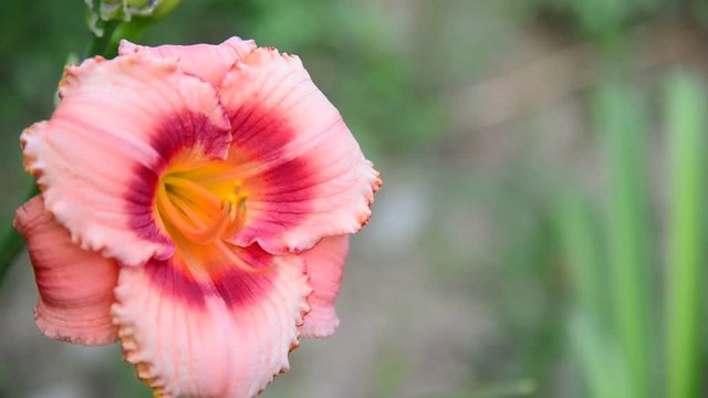 Pink varietal Hemerocallis against backlight