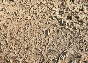 Dried ground