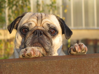 Mops erkundet die Welt