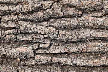 Texture - a bark of an old oak