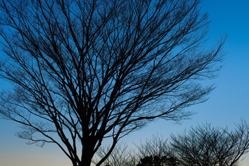 樹木シルエット