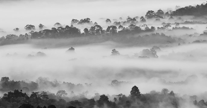 Morning fog in dense tropical rainforest in black and white style, Misty forest landscape at Khao Yai national park
