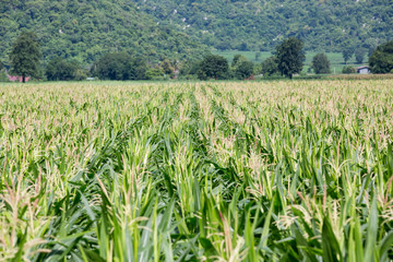 Fototapeta na wymiar Corn field on the mountain in countryside,Thailand