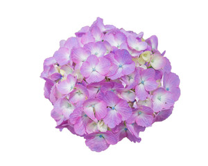Beautiful Hydrangeas purple flowers isolated on white.