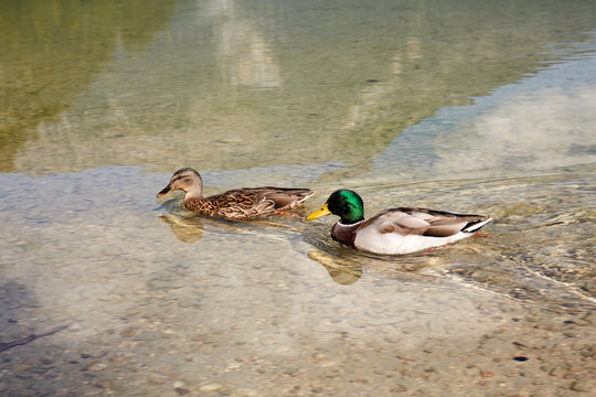 Ducks swimming in lake Offensee in Austria