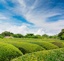 Obraz premium Green tea plantation in spring season in japan.