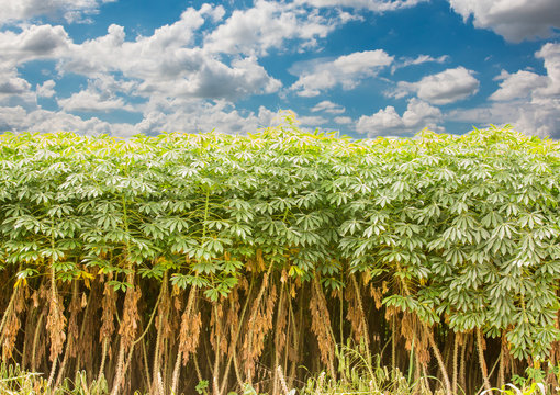 cassava tree and sky