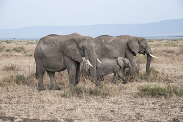 Manada de elefantes africanos (Loxodonta africana) con su cría caminando por Masai Mara, kenia, Africa
