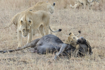Familía de leones comiendo un ñu en Masai Mara, Kenia