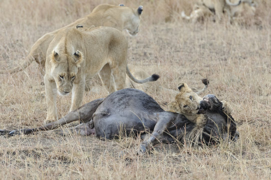 Famil&iacute;a de leones comiendo un &ntilde;u en Masai Mara, Kenia