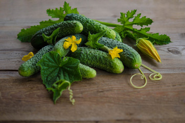 Harvest cucumbers on the wooden background