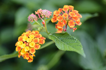 colorful Lantana camara flowers