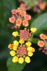 colorful Lantana camara flowers